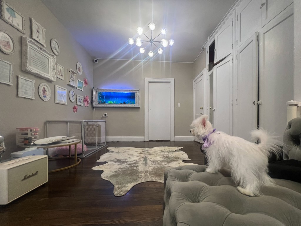 A white dog standing on a gray tufted ottoman in a living room with an aquarium, framed artwork, and a cowhide rug.