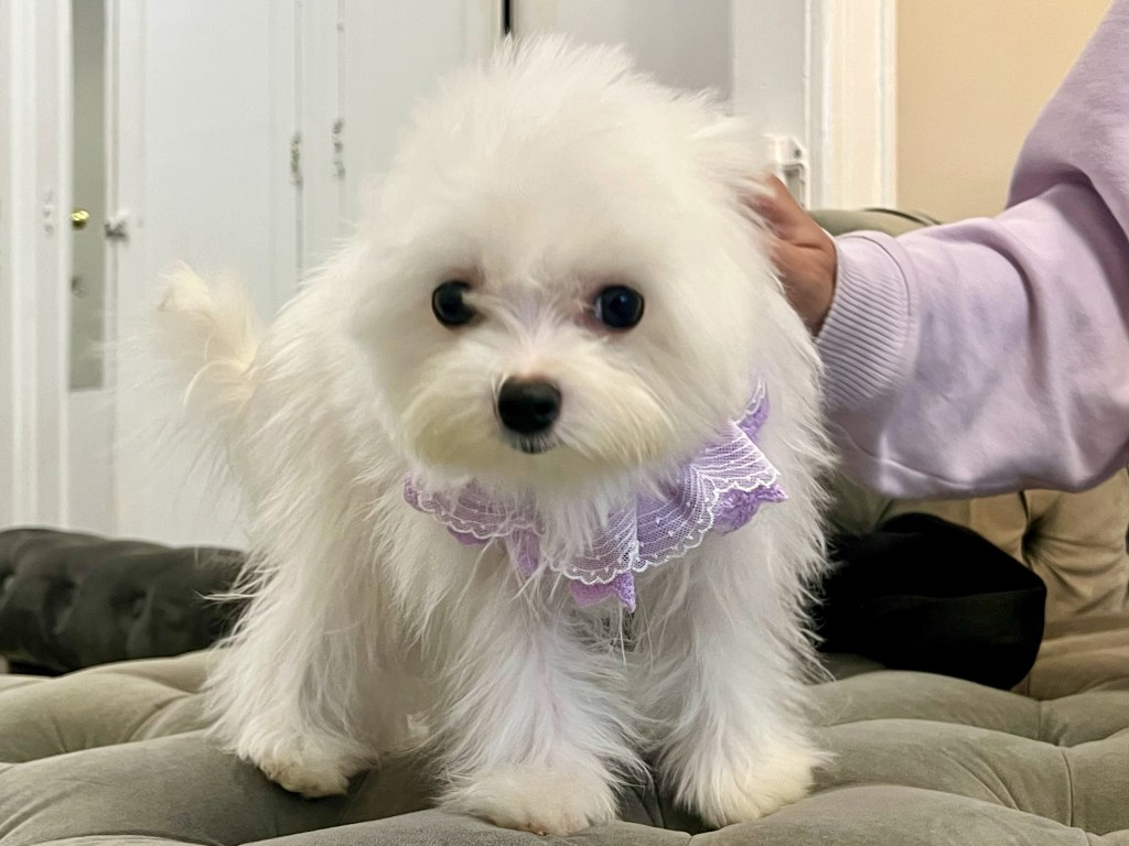 A white fluffy teacup puppy wearing a purple collar sitting on a gray couch.