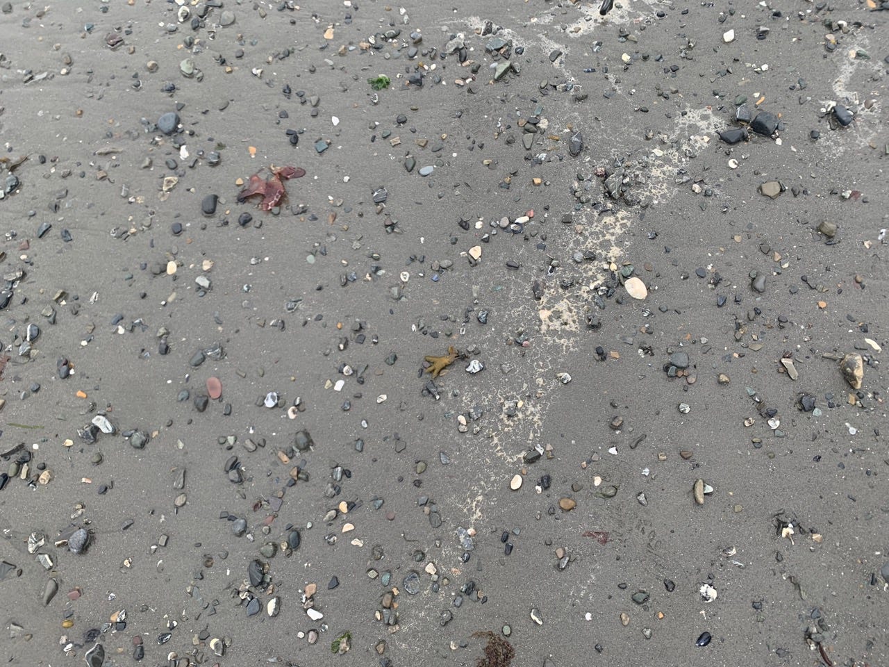 Shells, stones, in wet sand