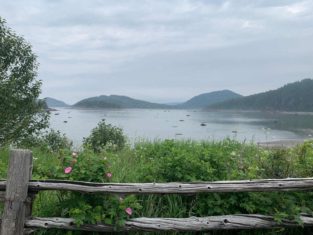 Park with wildflowers, greenery, next to water