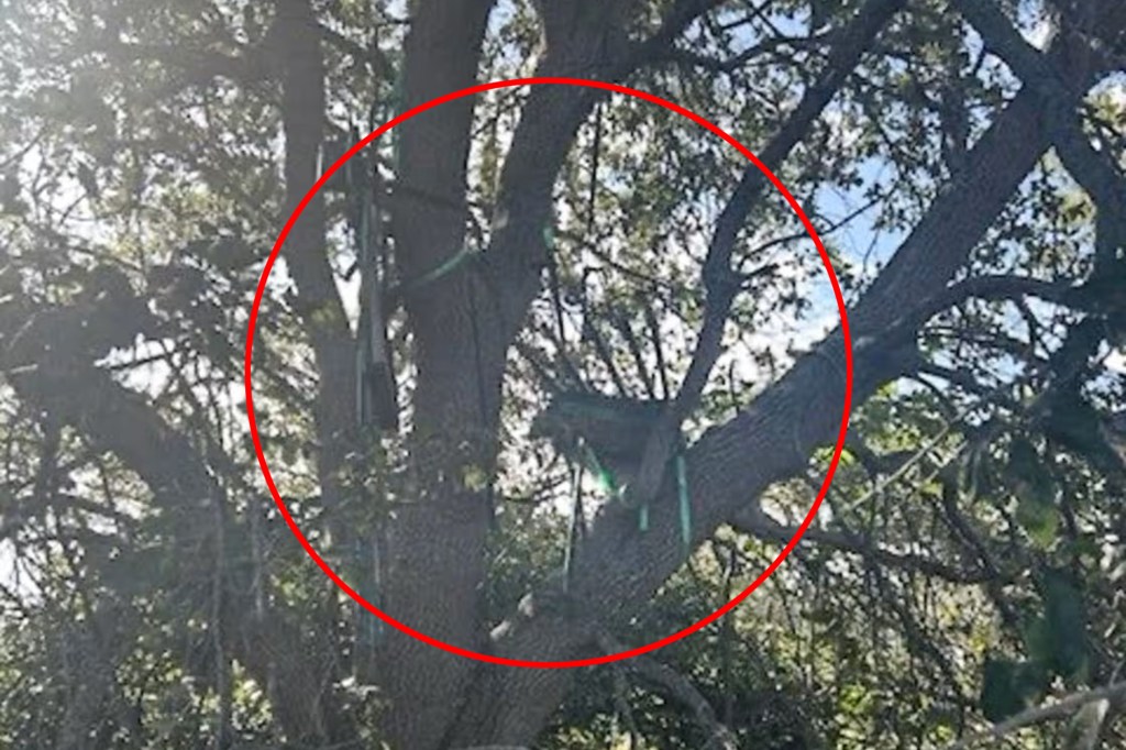 Hunting stand found in a tree at Palm Beach International Airport.