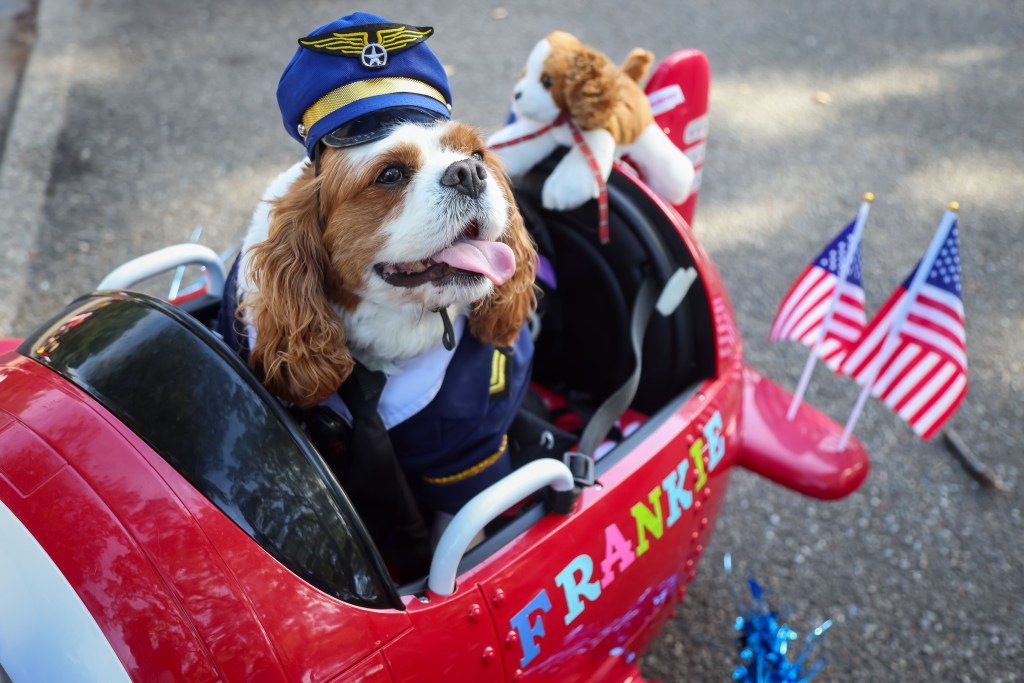 A Cavalier King Charles Spaniel dog in a pilot uniform and hat sitting in a red toy airplane.