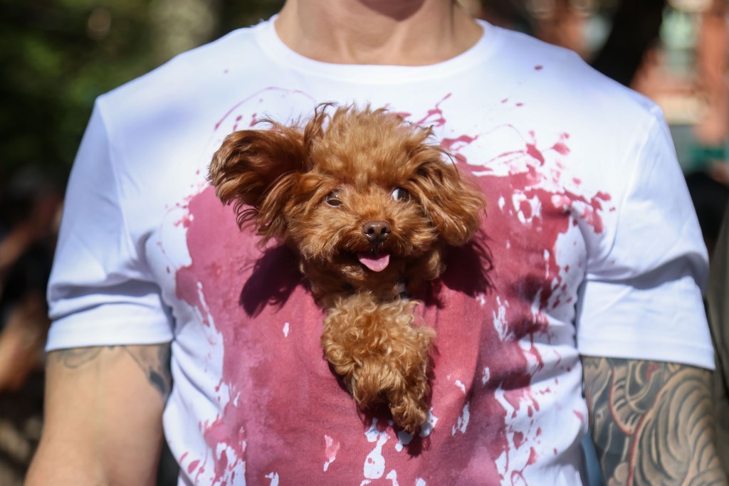 A brown poodle peeks out of a fake blood-stained white t-shirt.