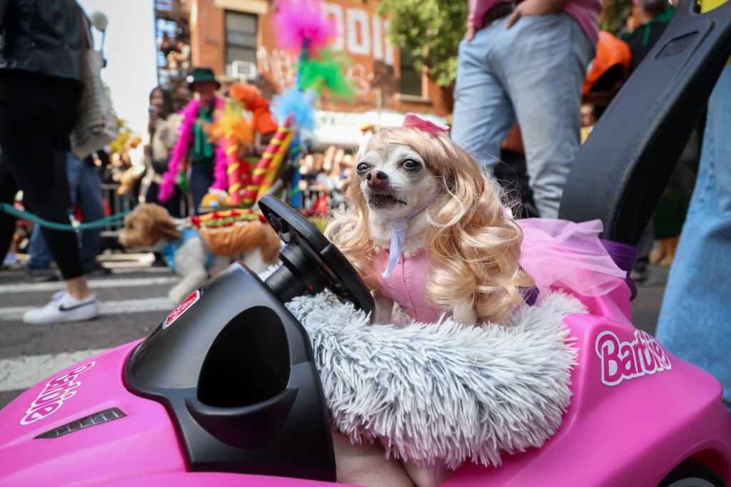 A chihuahua in a blonde wig and pink dress sits in a pink toy Barbie car at the Tompkins Square Annual Dog Parade.