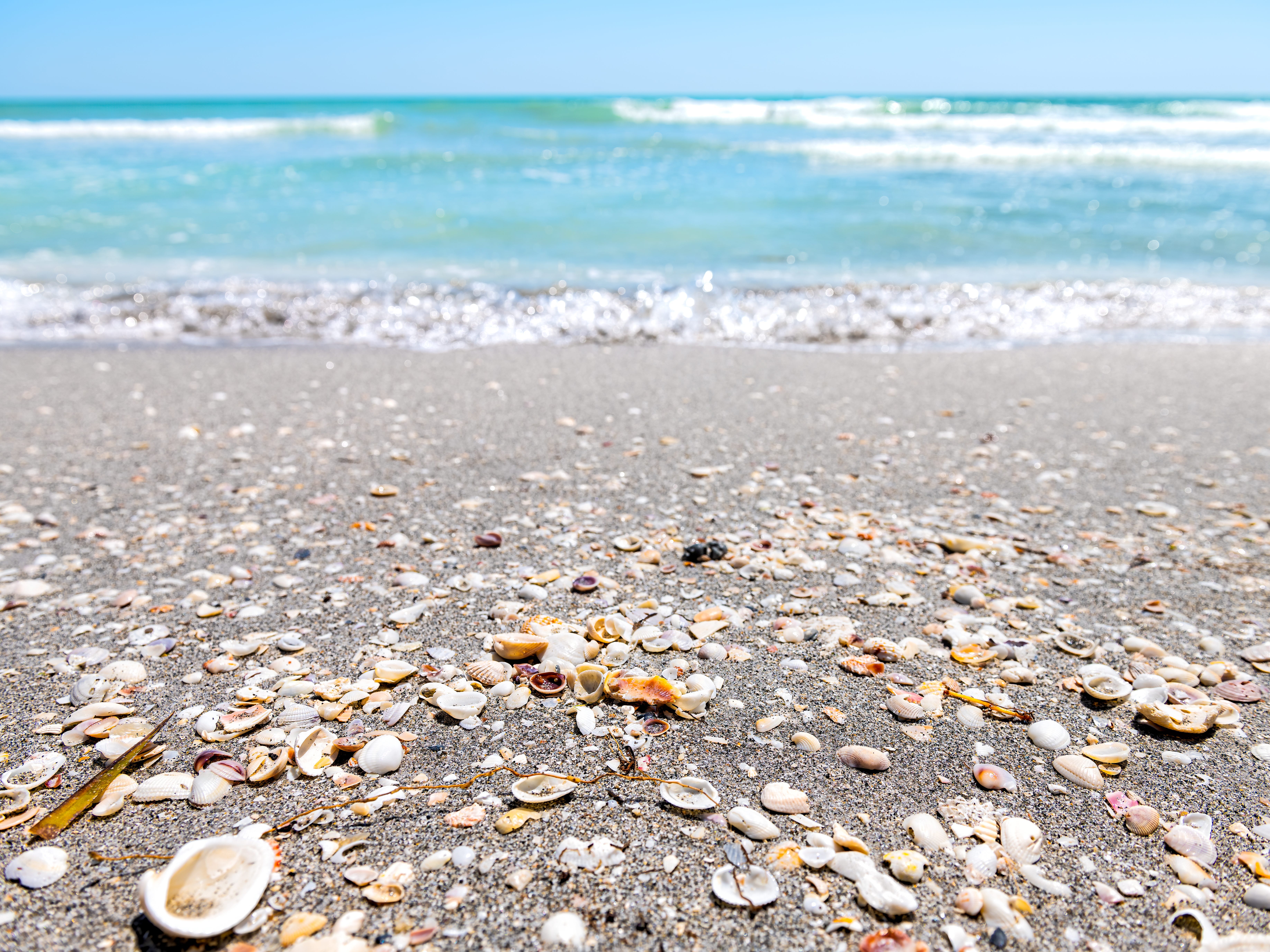 Seashells on a beach with aqua-colored water in the background.