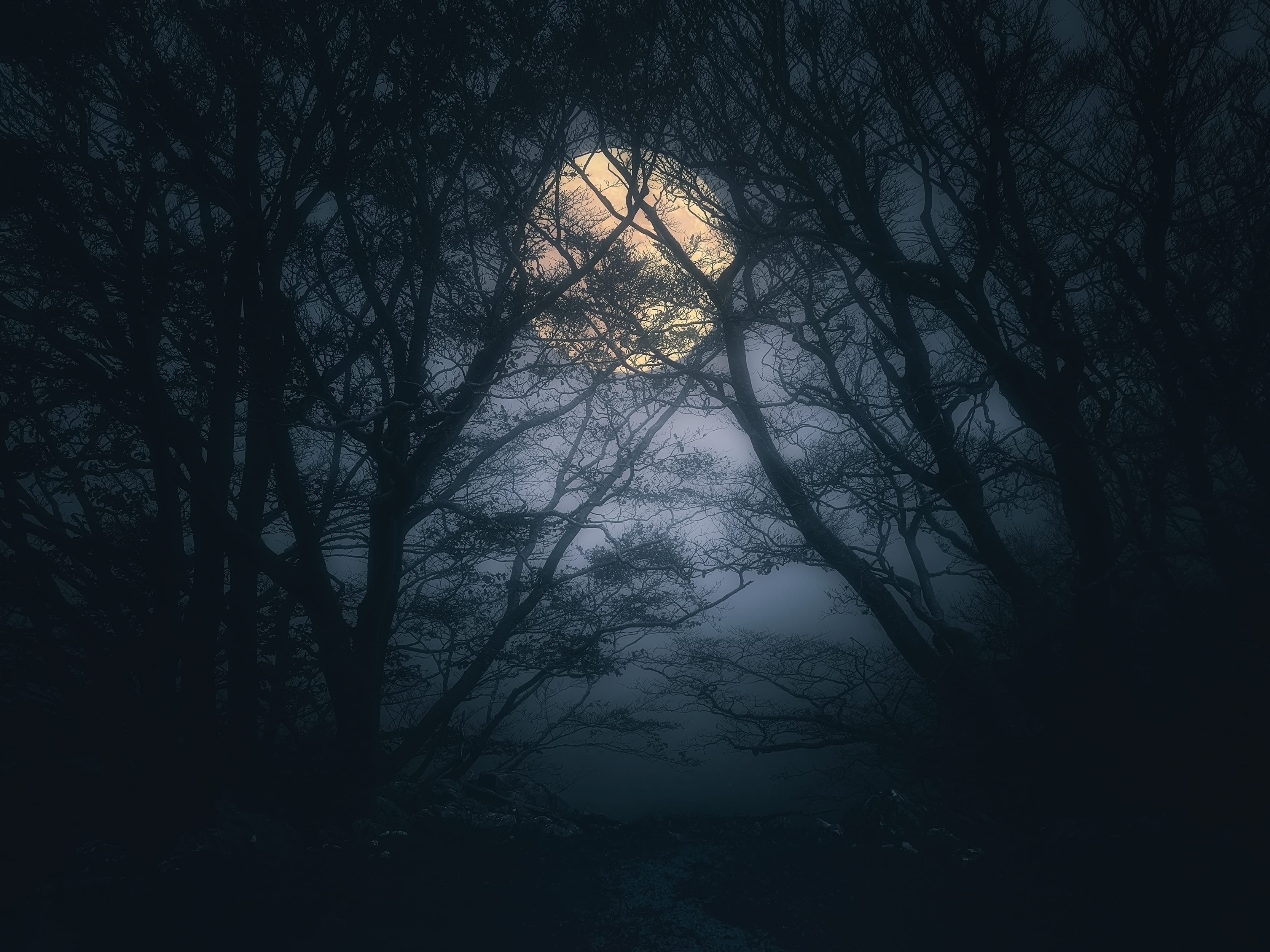 dark forest