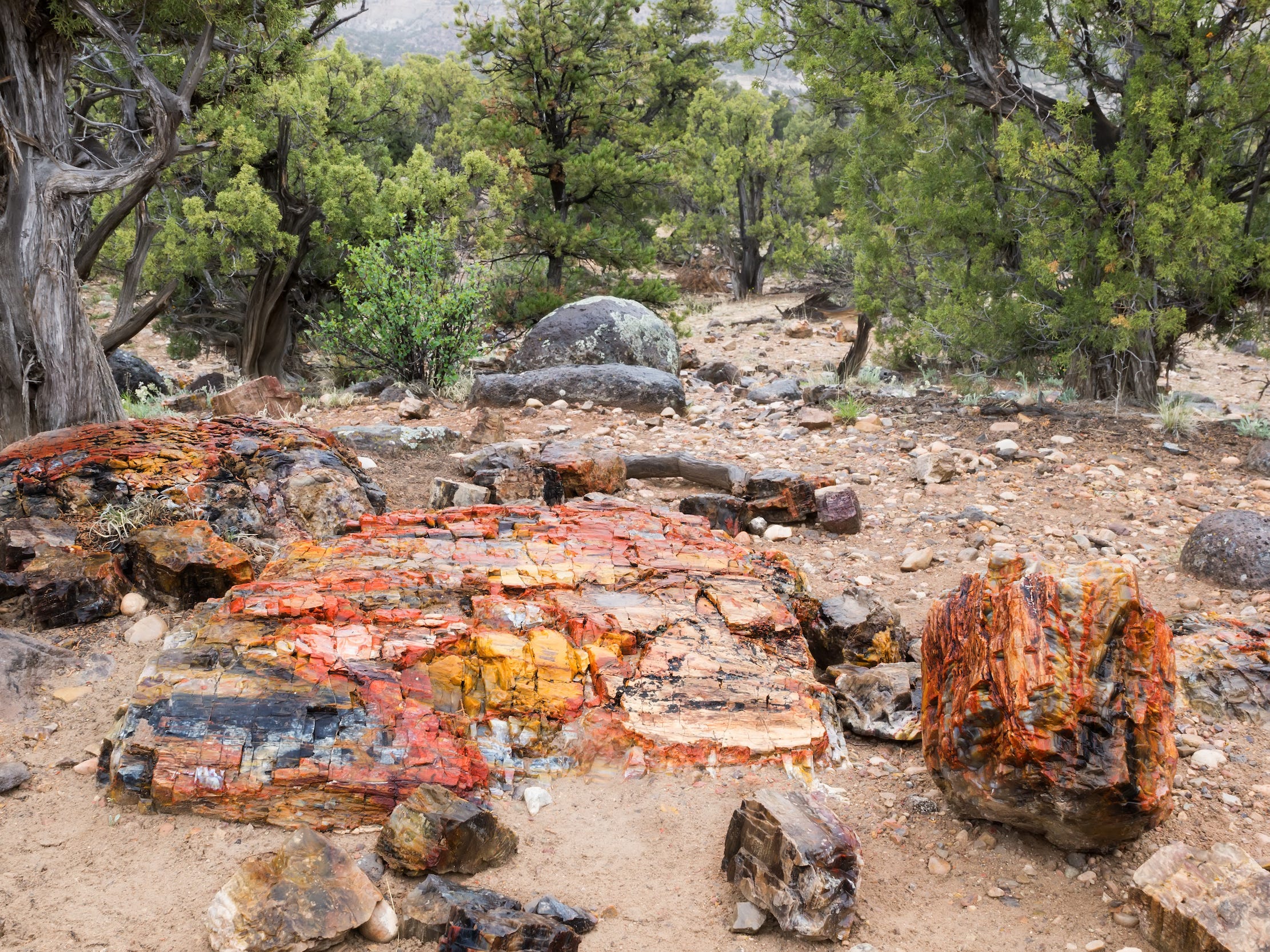 Escalante Petrified Forest
