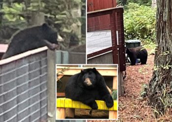 ‘Very polite’ black bear stumbles into California zoo to pay his counterparts a visit