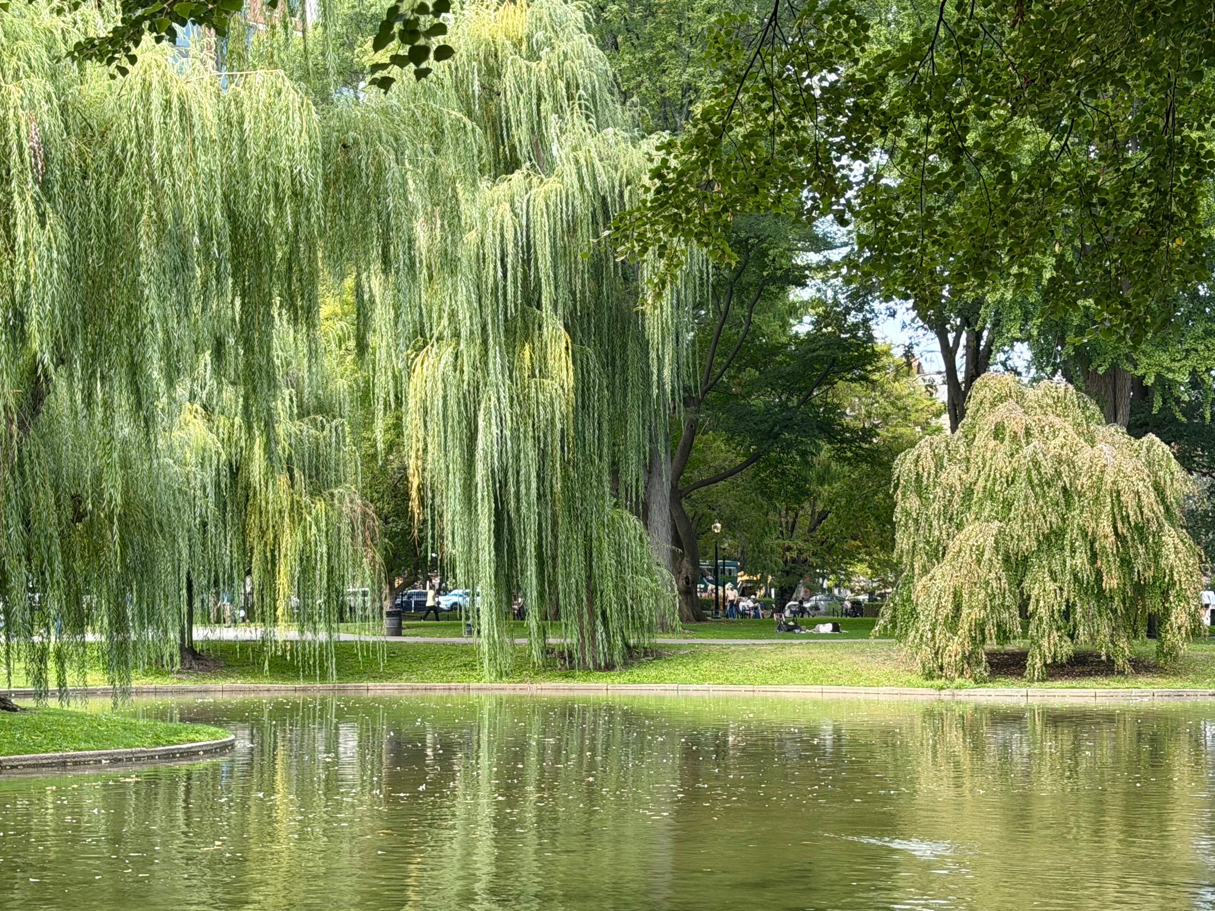 Weeping willow trees in the Public Garden.