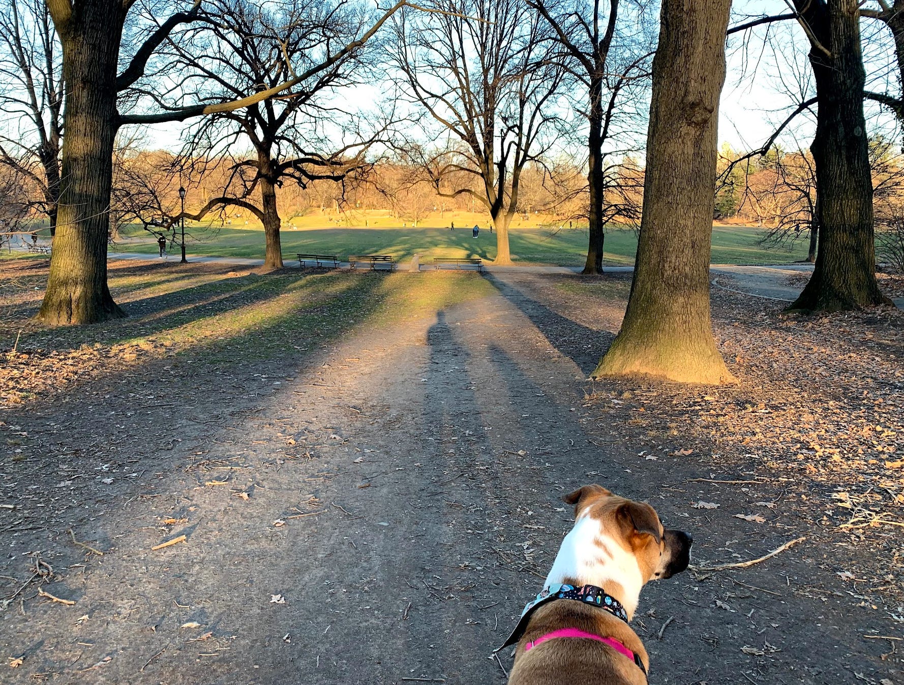 The writer's dog at a park in Raleigh, North Carolina.