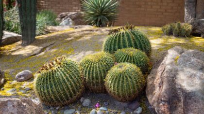 For Phoenix residents, water conservation can start in their own yard