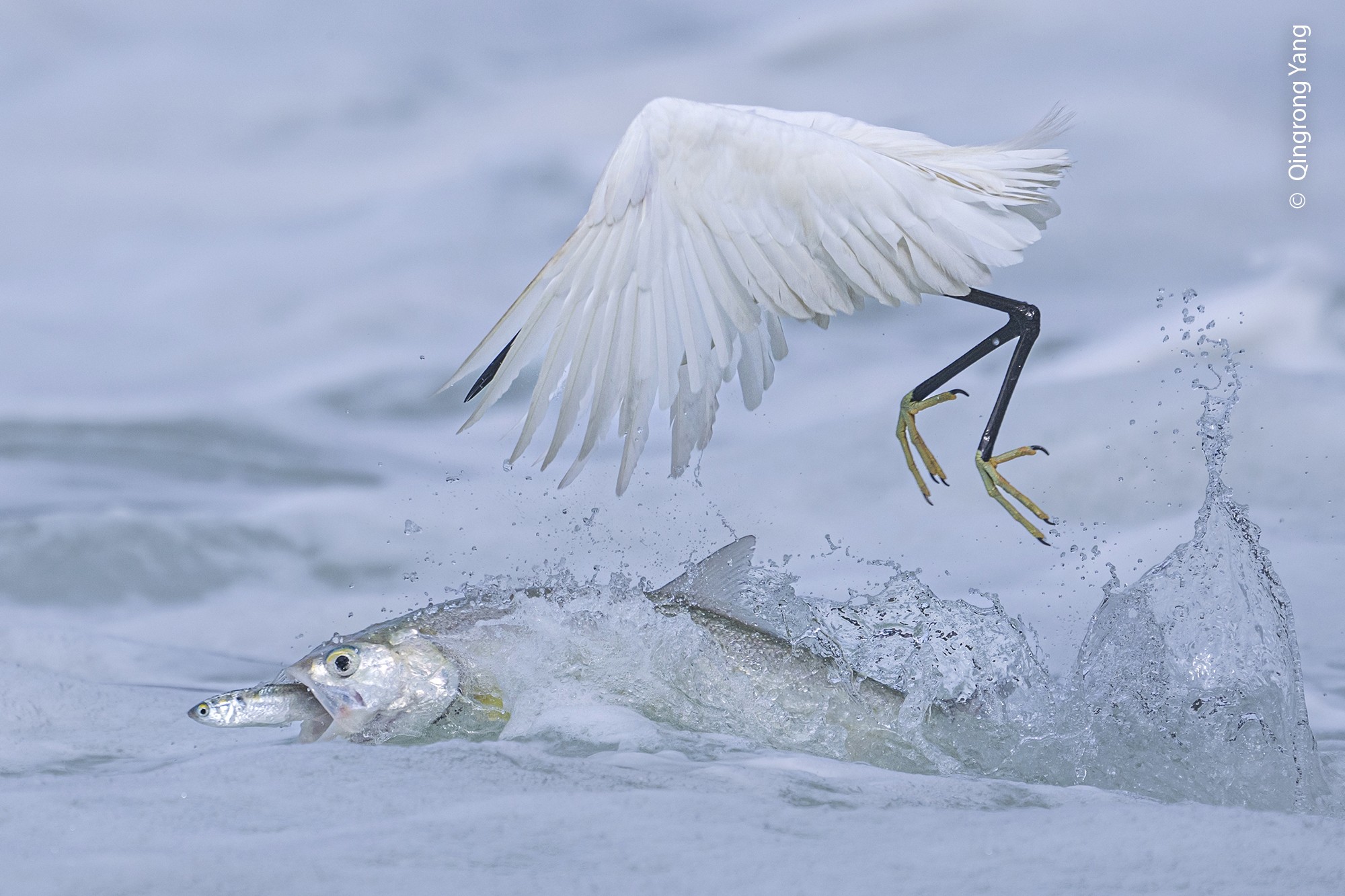 An egret flaps its wings just above the water's surface as a large fish splashes and swallows a smaller fish just below.