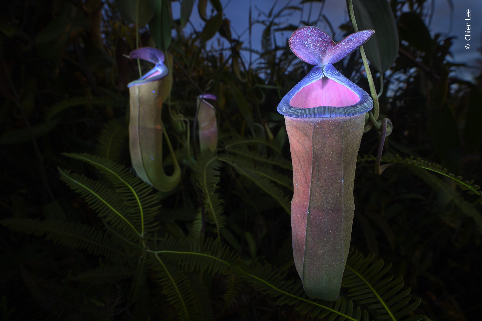 A close view of several pitcher plants, glowing colorfully under ultraviolet light.