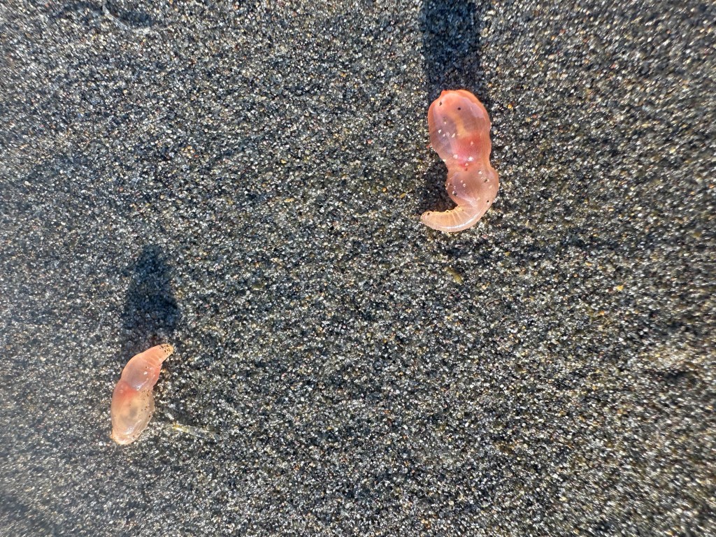Two washed-up sea cucumbers on a sandy beach.