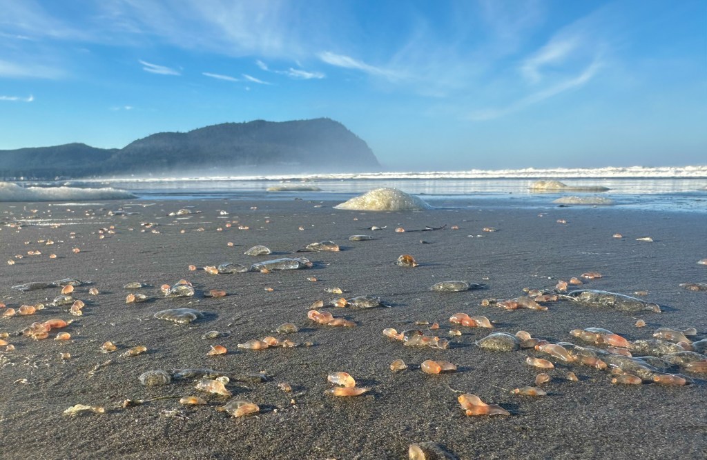 The skin breathing creatures were scattered across more than 2 miles of Seaside Beach.