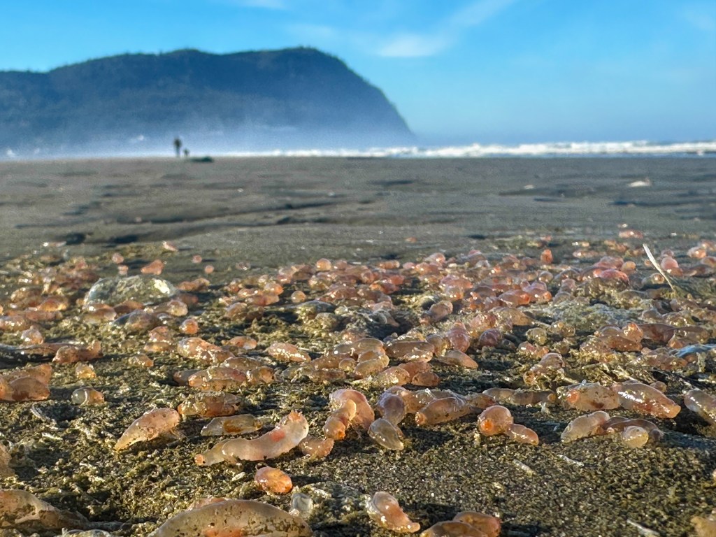 Sea cucumbers pile up on the beach in Seaside, Oregon, on Oct. 21, 2025.