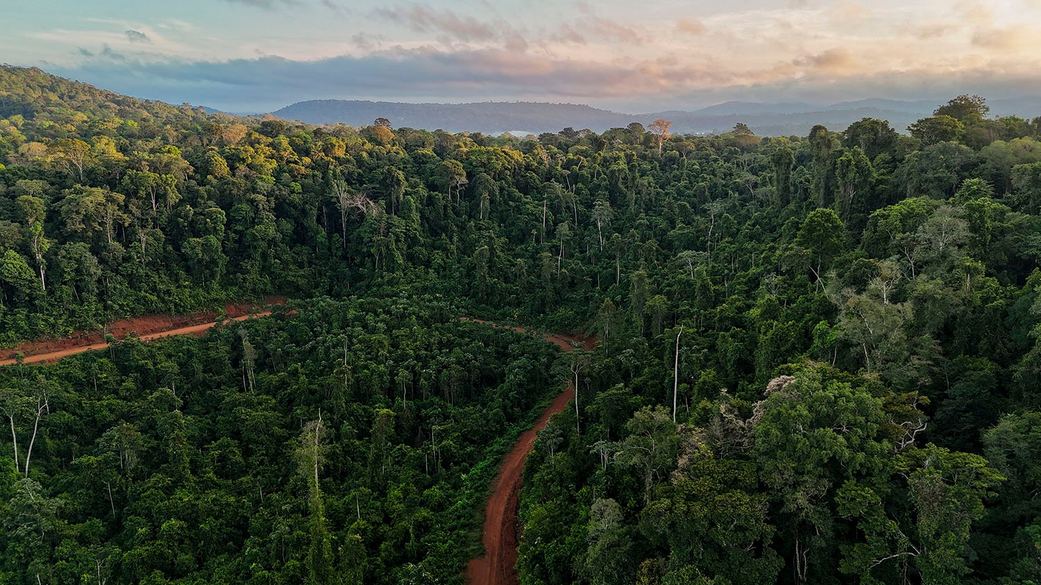 An aerial view shows a red dirt logging road cutting through a dense green forest, which stretches out to cover low mountains on the horizon. Scattered clouds float overhead.