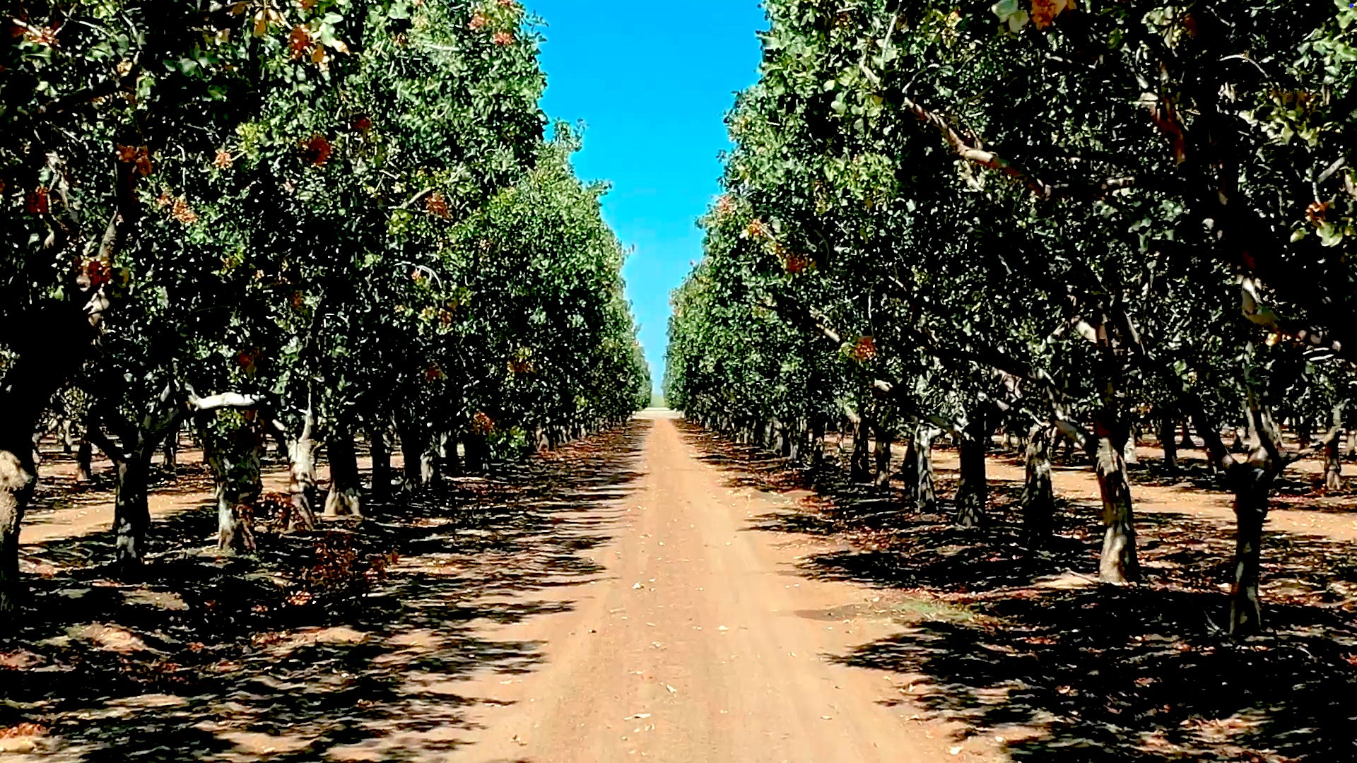 looking down an aisle of pistachio trees