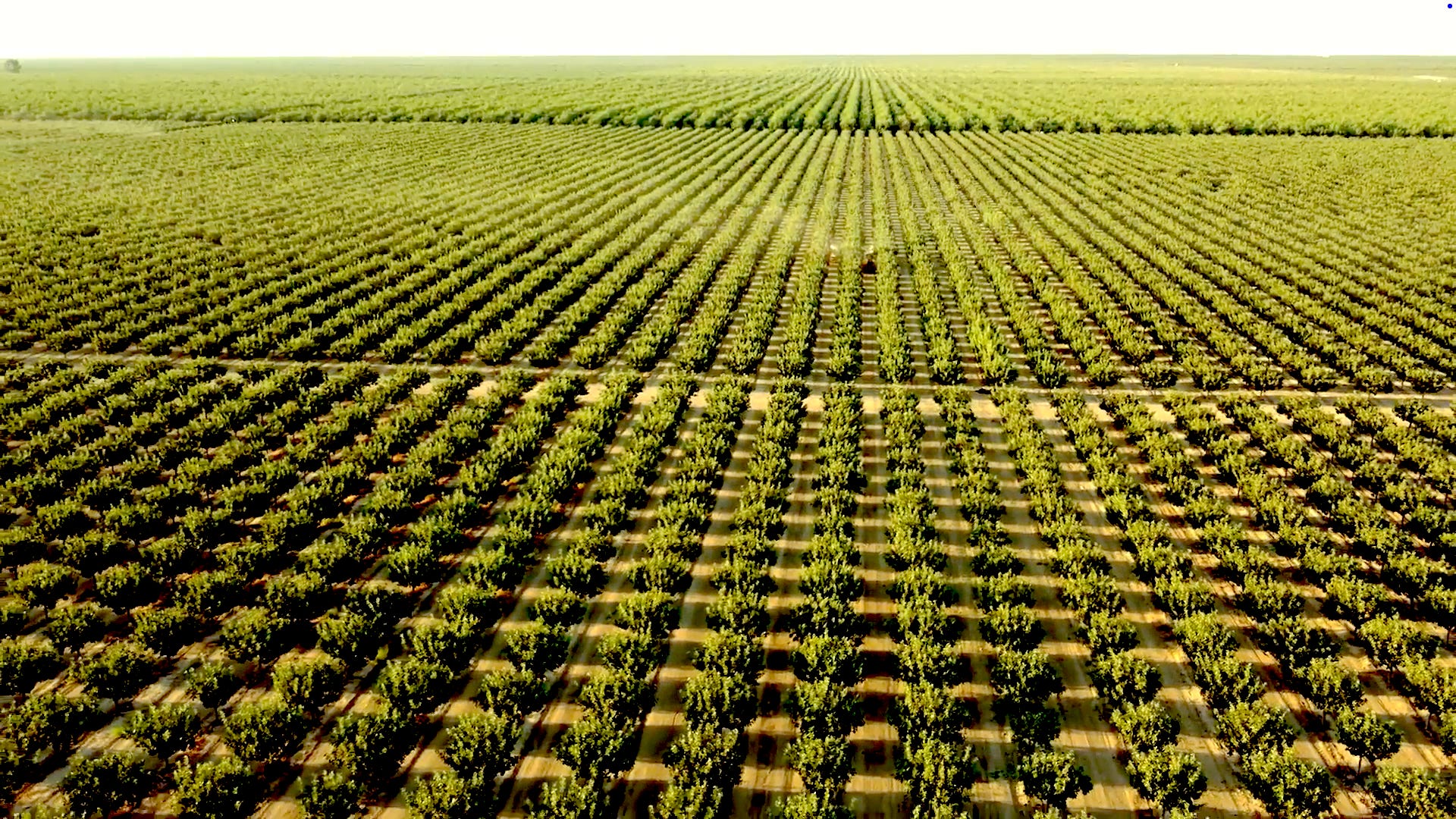 ariel shot of hundreds of pistachio trees