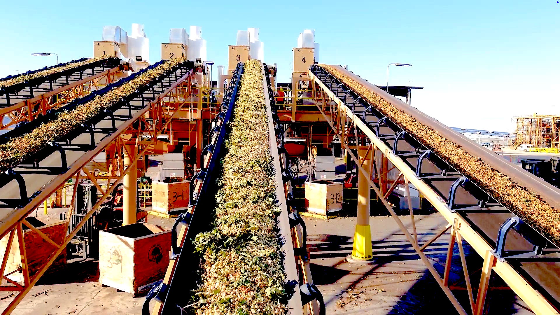 conveyor belts of freshly harvested pistachio seeds