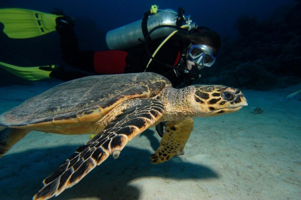 new-survey-finds-signs-of-recovery-among-endangered-sea-turtles
