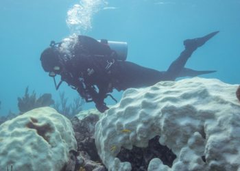 Two Florida coral species declared ‘functionally extinct’