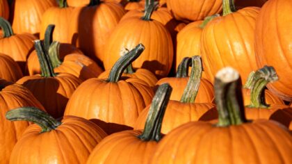 Desert Fall Festival coming to Surprise next month, will last through November