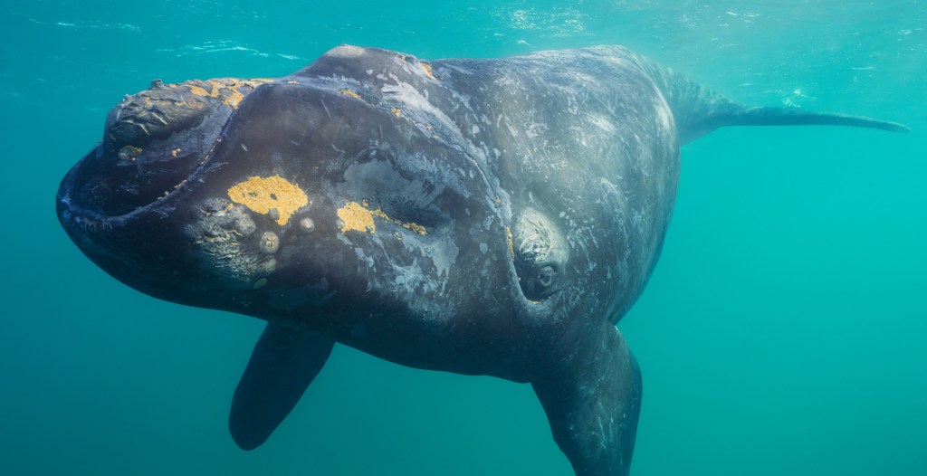One Of The Planet’s Most Endangered Whales Is Surfacing From The Brink Of Extinction