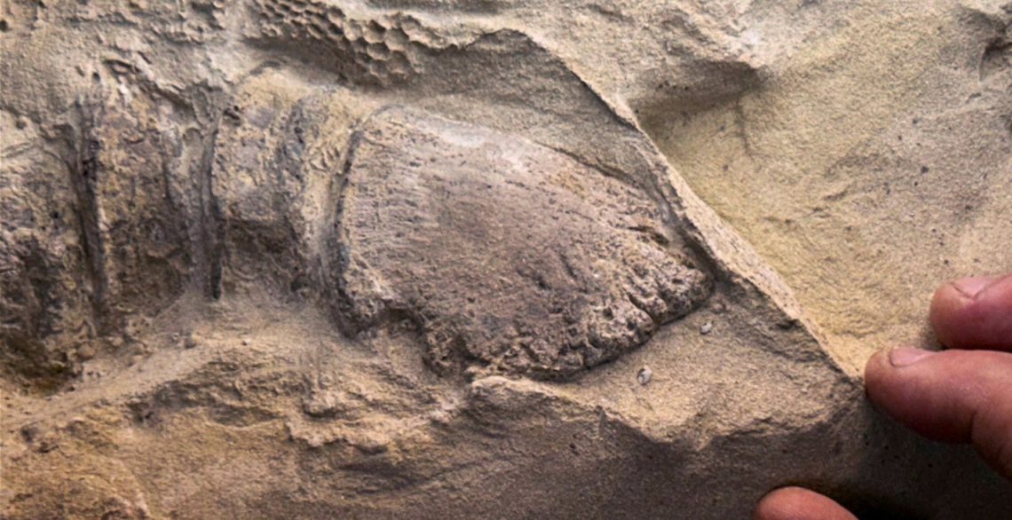 Scientists Just Found ‘Dinosaur Mummies’ With the First-Ever Reptile Hooves