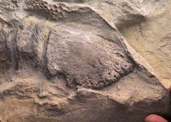 Scientists Just Found ‘Dinosaur Mummies’ With the First-Ever Reptile Hooves