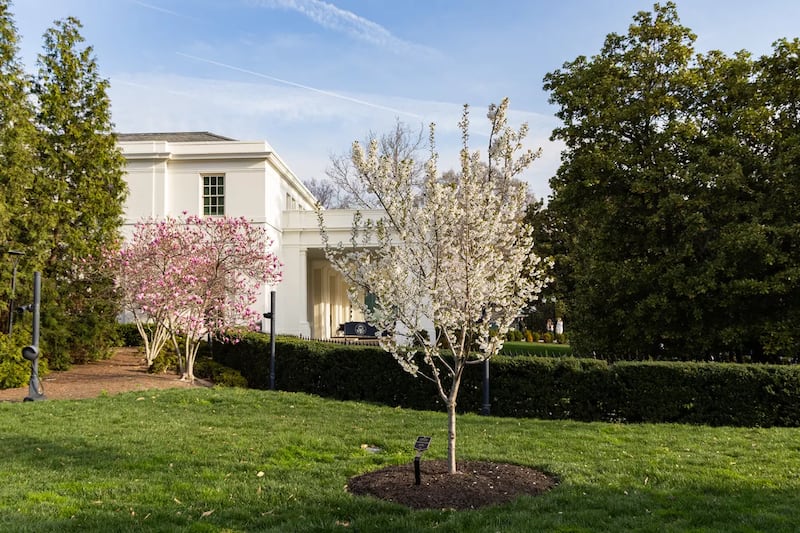 Jill Biden’s Yoshino cherry tree in bloom earlier this year.
