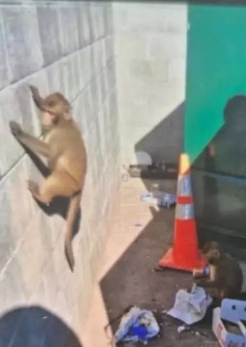 Two monkeys in an alley, one climbing a wall and one next to an orange cone.