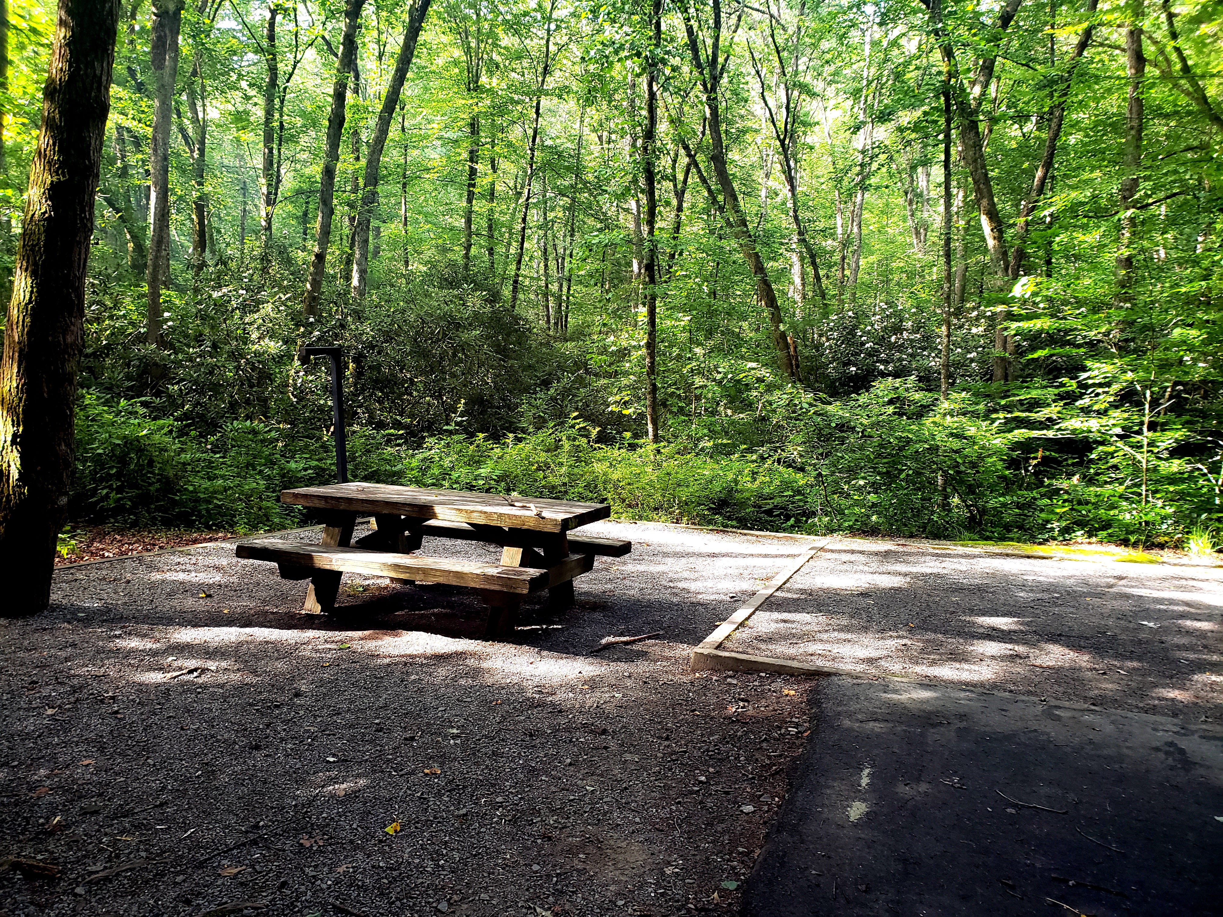 A wide shot of trees and a picnic table at Davidson River Campground.