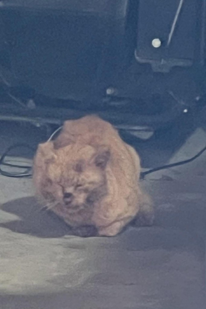 Rabid cat.