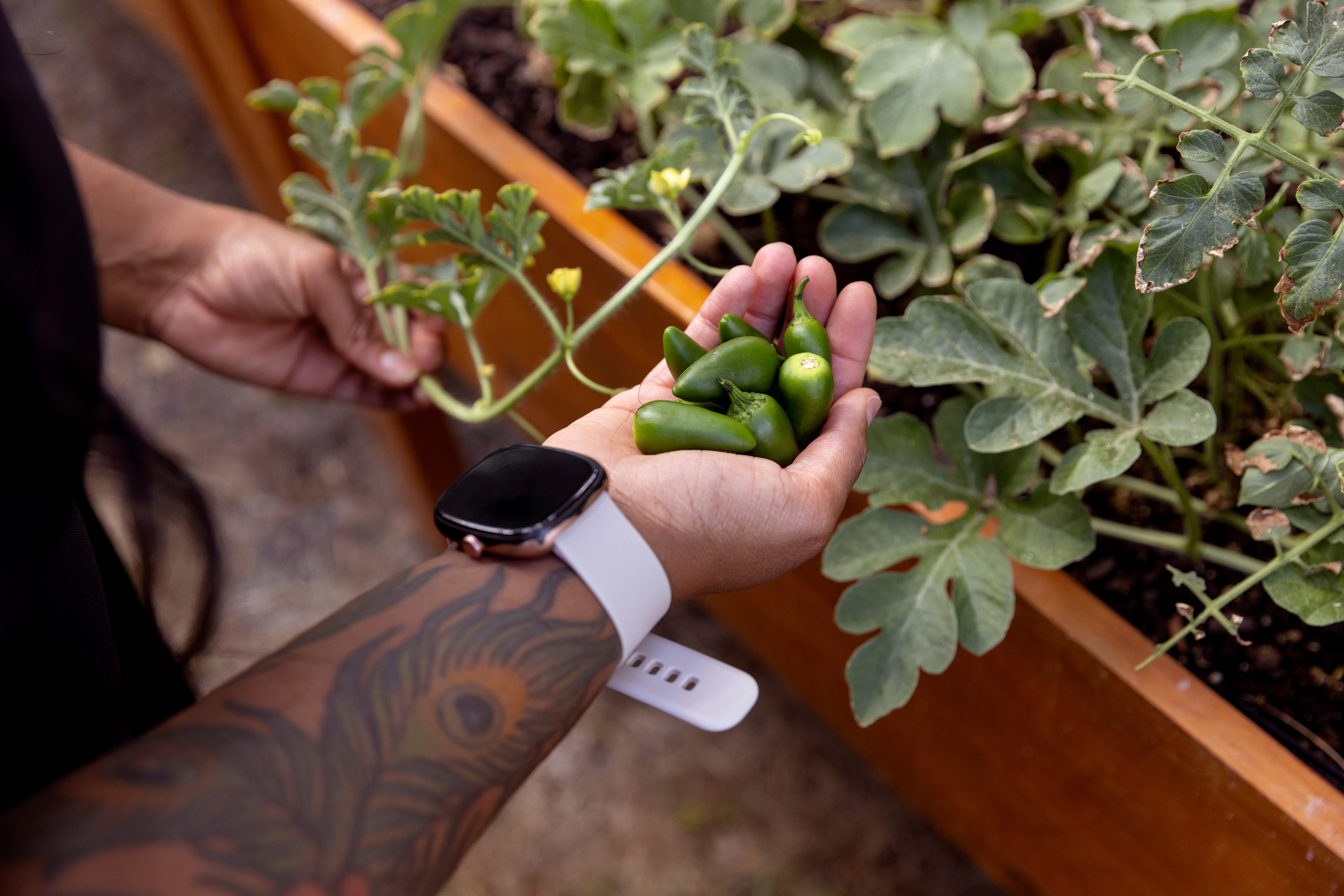 A hand holding baby peppers.