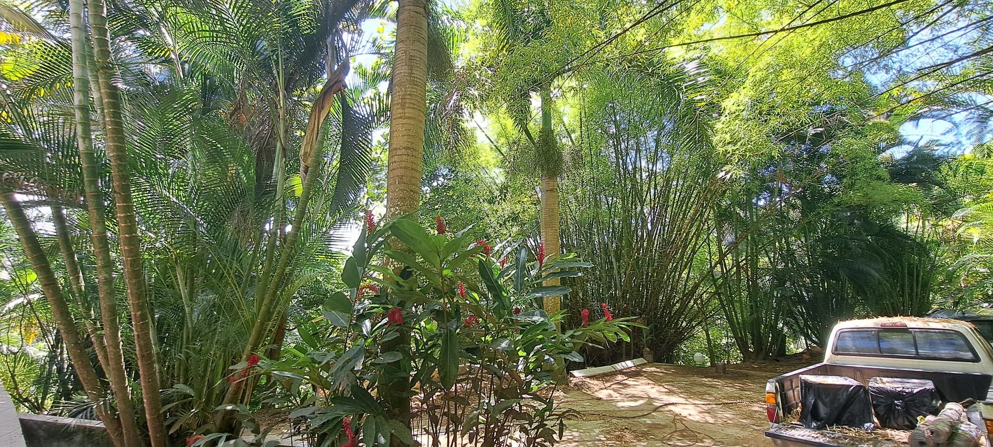 The author says that their farm is now filled with many plants, including ginger, bamboo and areca palms.