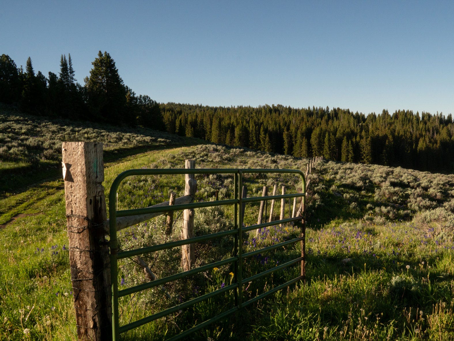 Bighorn 1