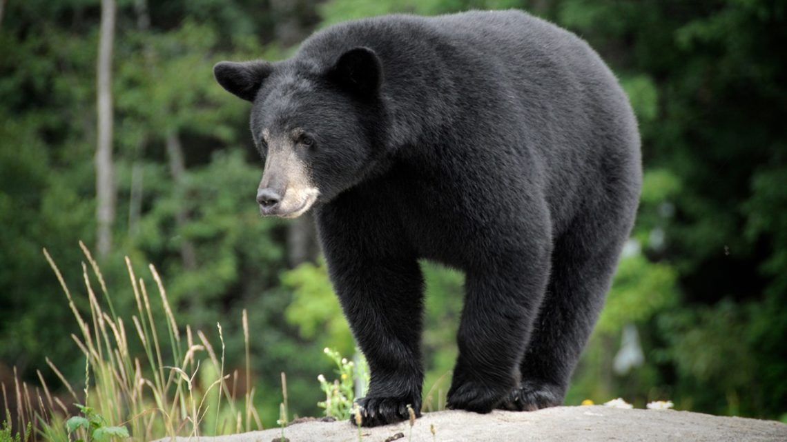 Wild bear makes ‘very polite’ surprise visit to California zoo before returning to forest