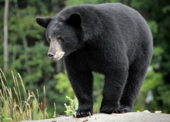 Wild bear makes ‘very polite’ surprise visit to California zoo before returning to forest