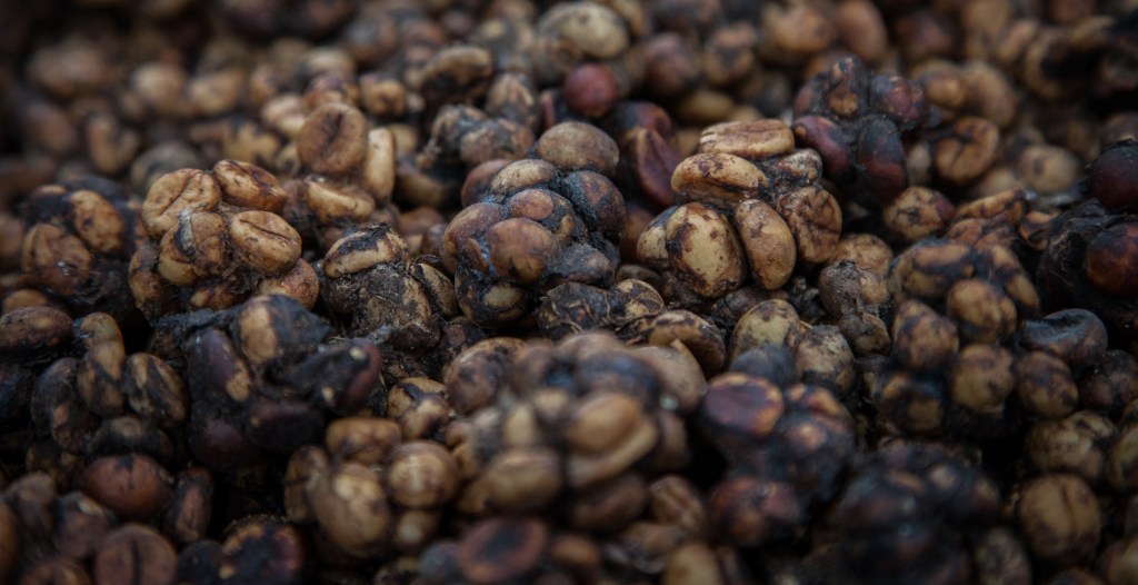 Scientists Finally Know Why The $1,000 Cup Of Poop Coffee Tastes Good