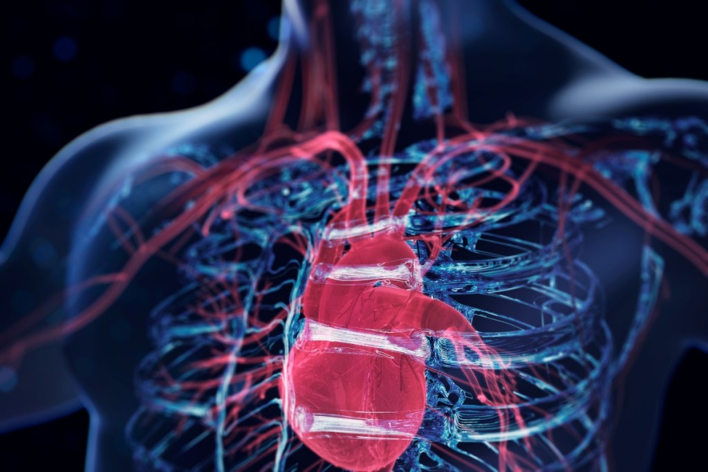 proof-of-heart-muscle-regeneration-provides-hope-for-heart-failure-cures-in-the-future