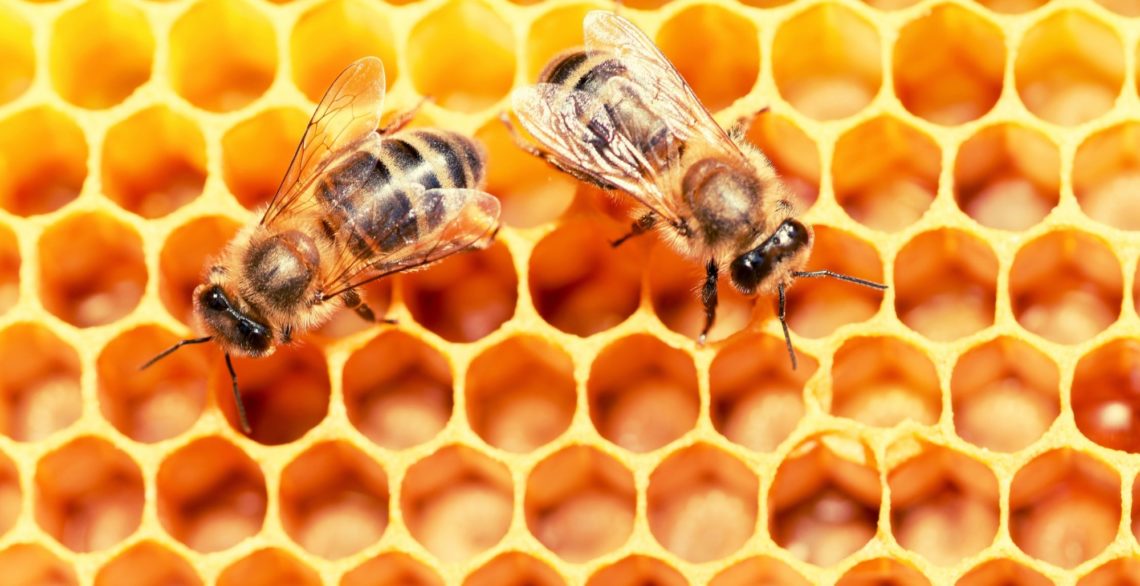 Scientists Say Bees Can Feel Happiness—and It’s Contagious