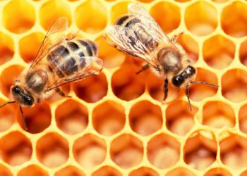 Scientists Say Bees Can Feel Happiness—and It’s Contagious