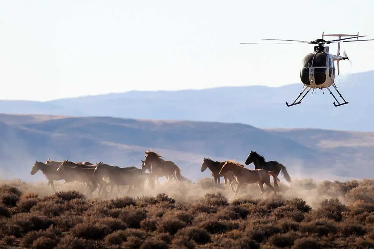 Wild horses ripped from Nevada’s plains — and into US beef