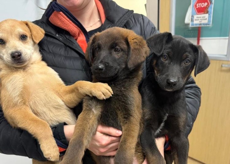 Alaska nonprofit rescues 180 dogs — and a turtle — after flooding