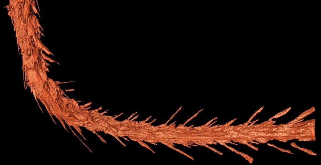 scientists-found-a-dinosaur-tail-in-amber-that-was-almost-sold-as-jewelry