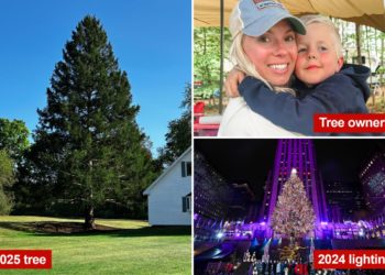Meet the new massive Rockefeller Center Christmas tree – weighing 11 tons and hailing from New York