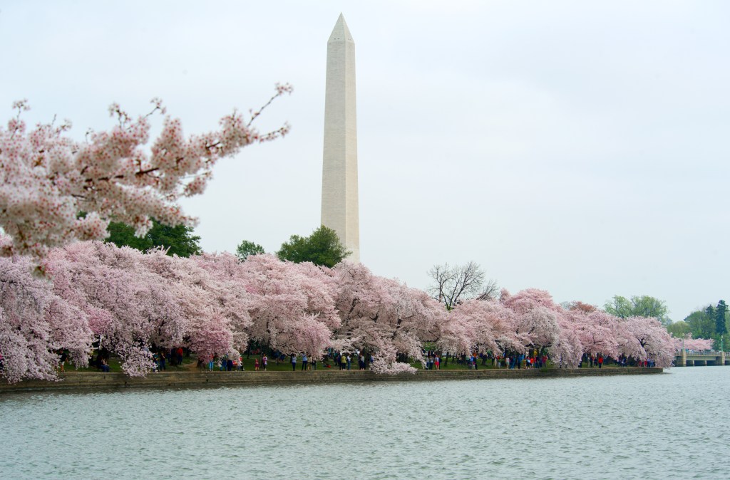 Cherry blossoms in full bloom around the Tidal Basin with the Washington Monument in the background.