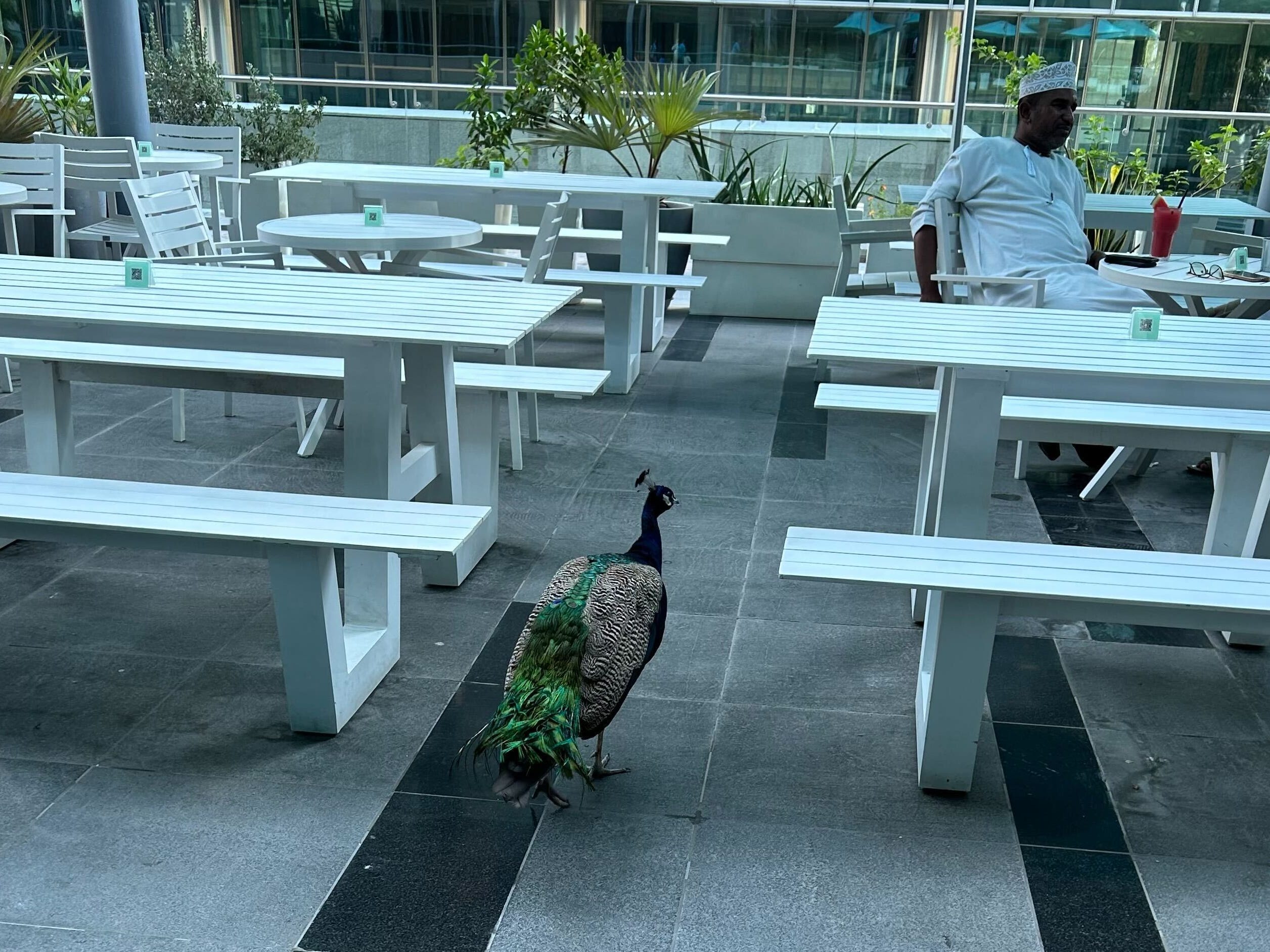 A peacock walks between outdoor tables