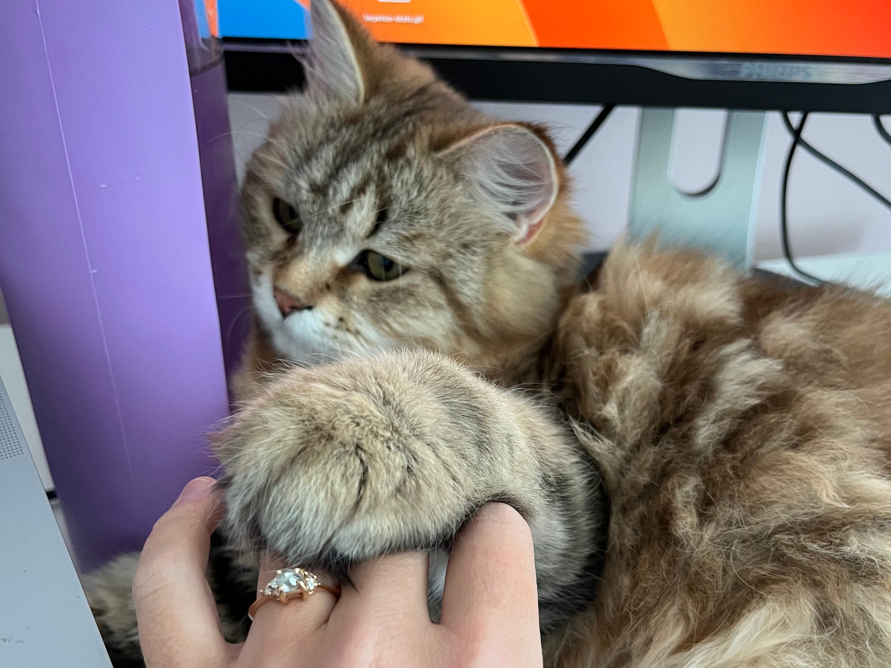 A hand with engagement ring petting cat